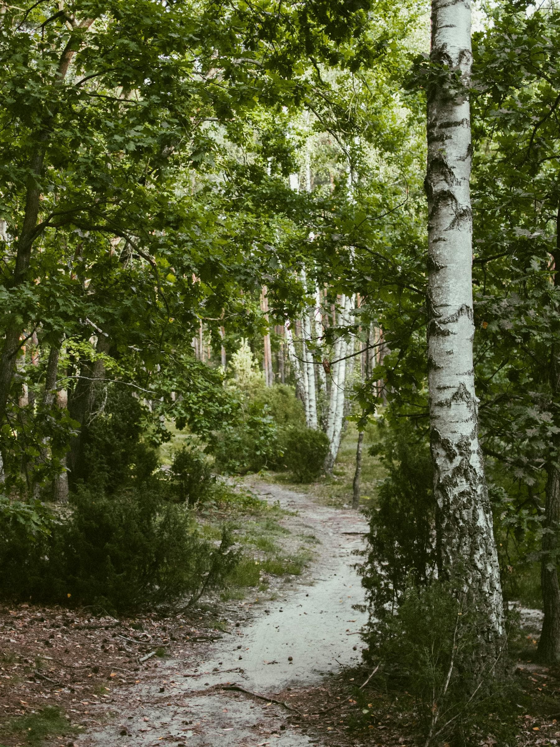 Soft green light through a stand of young birch trees
