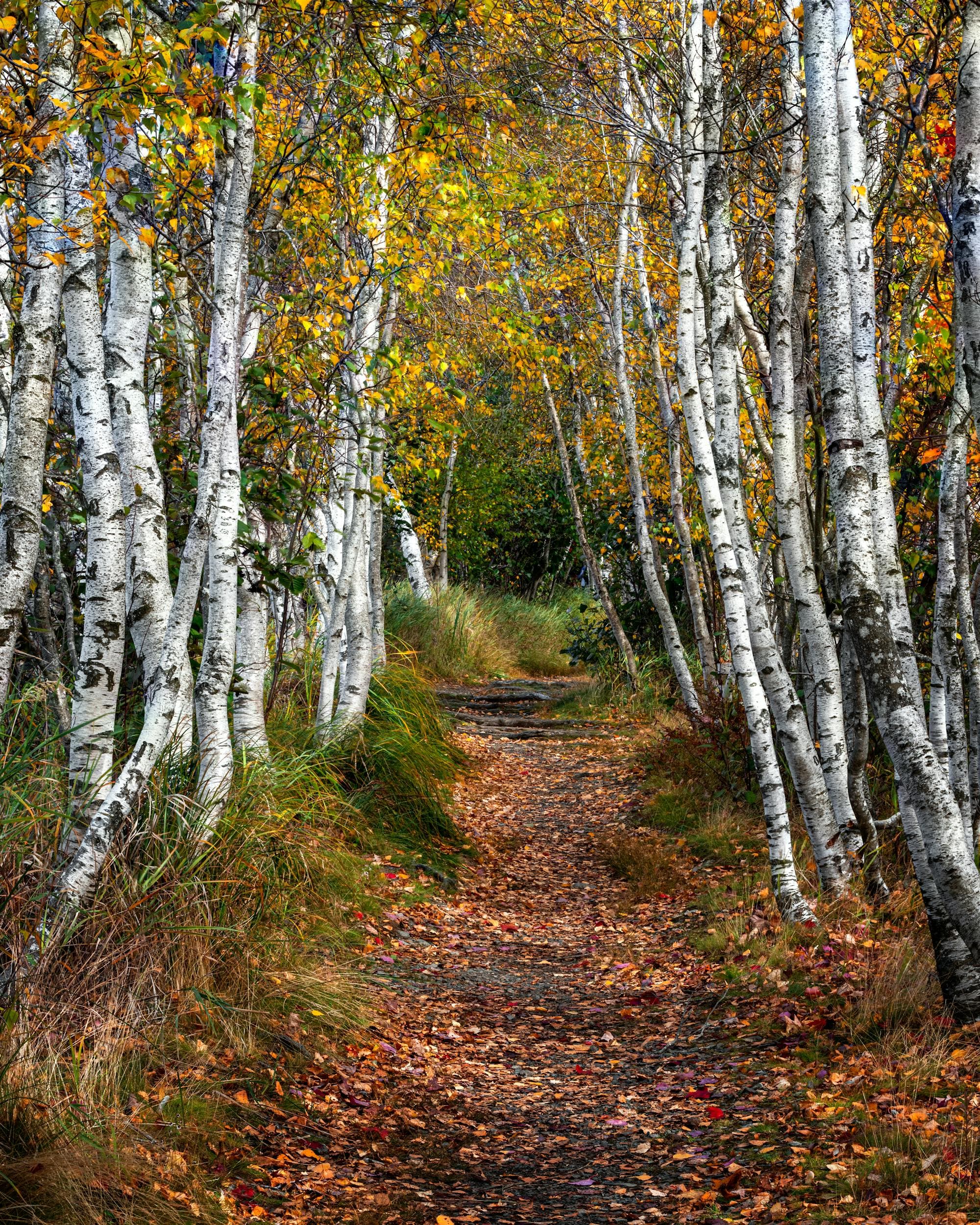 A path through a birch forest in low autumn light