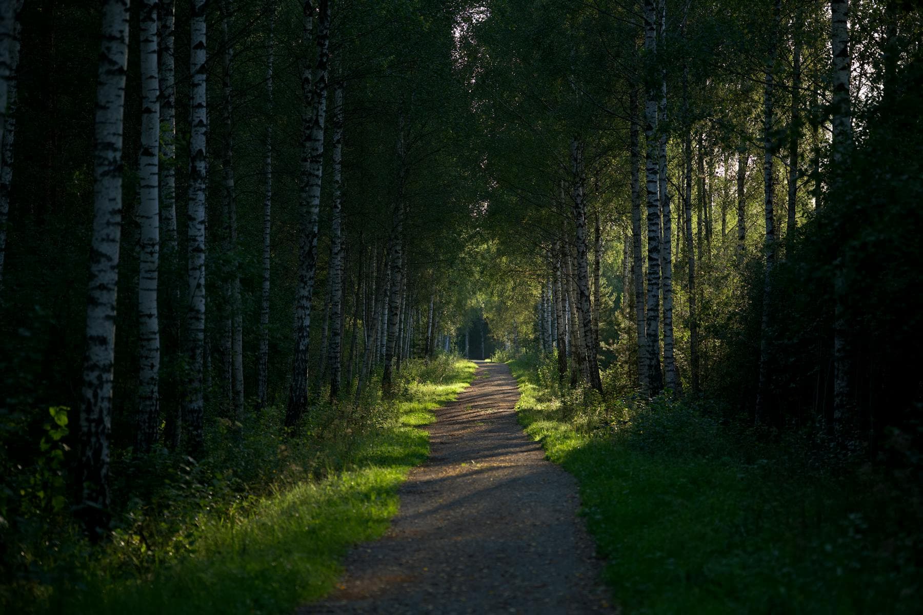 A narrow path disappearing into a dim stand of pines